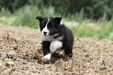 BORDER COLLIE 702